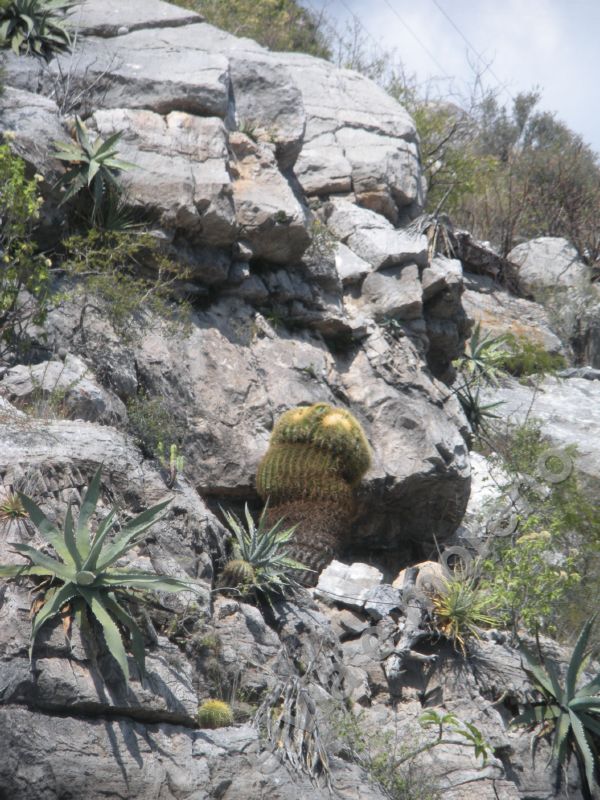 Echinocactus grusonii